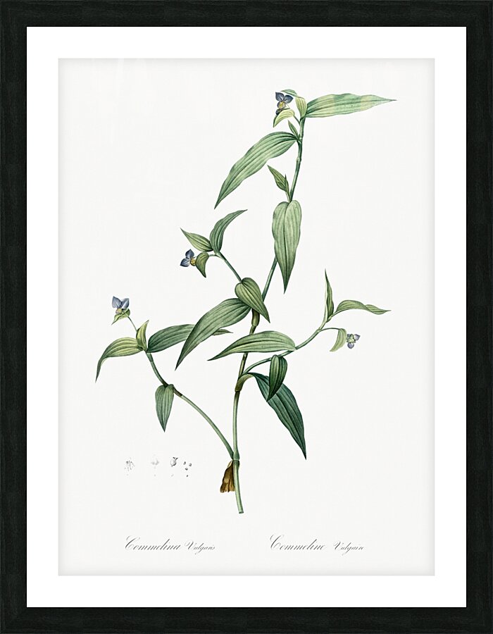 Canada lily illustration  Picture Frame print