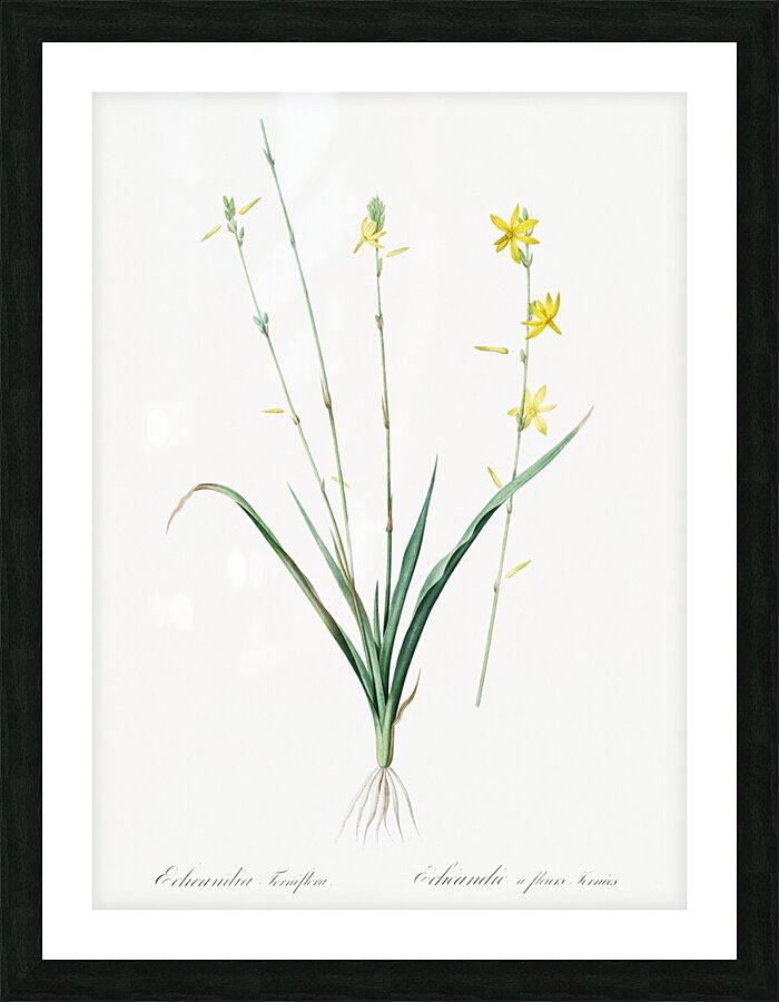 Torrey craglily illustration  Picture Frame print