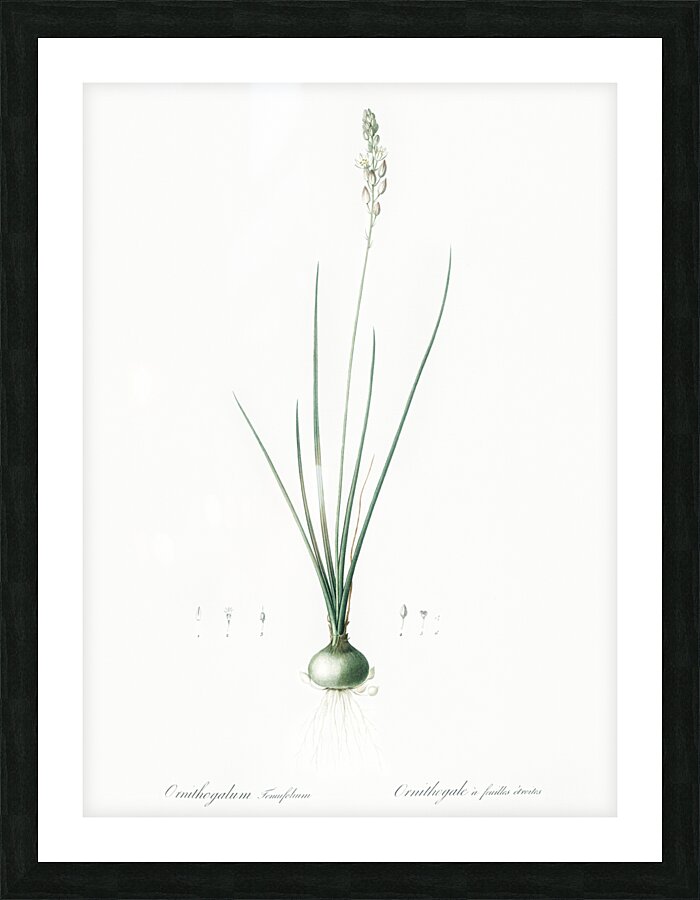 Ornithogalum tenuifolium illustration  Picture Frame print