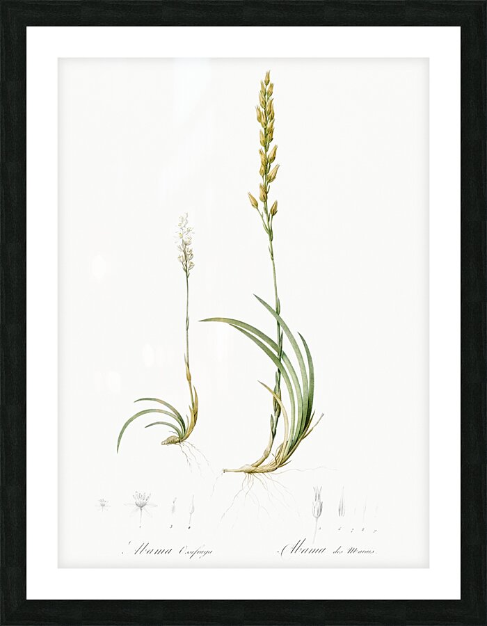 Abama ossifraga illustration  Picture Frame print