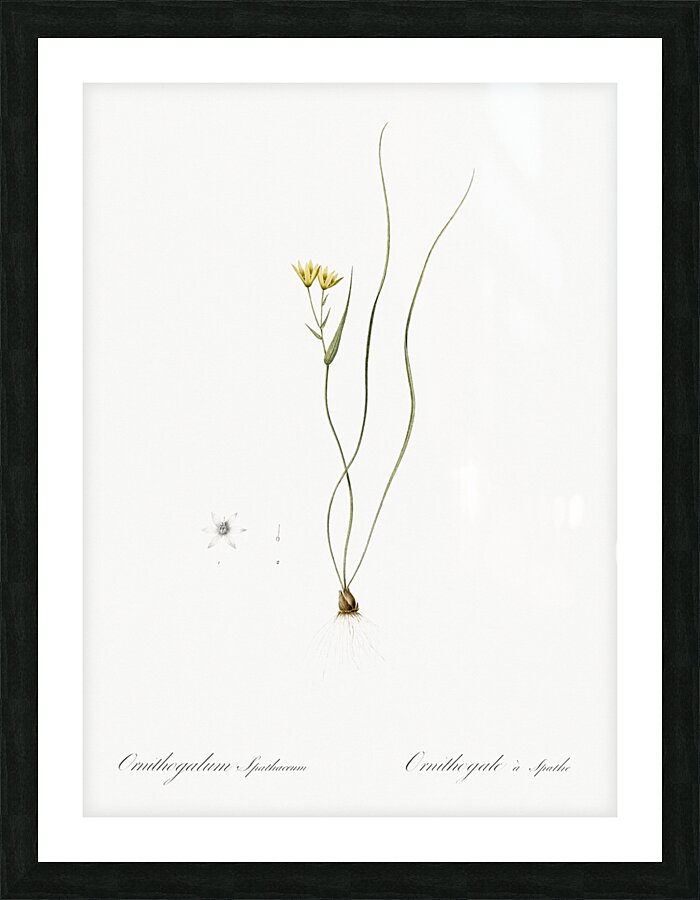 Ornithogalum spathaceum illustration  Picture Frame print