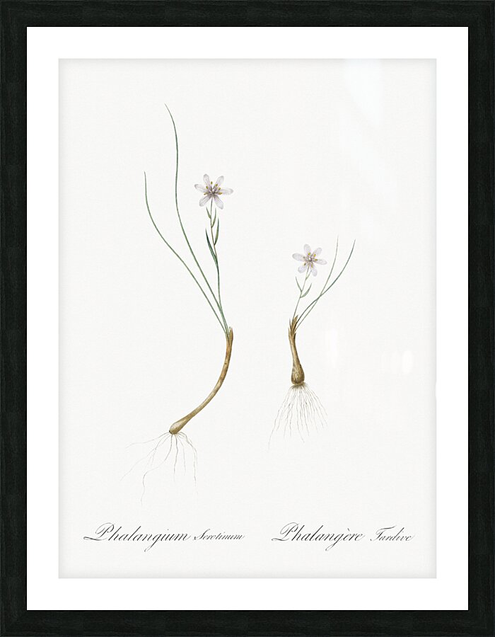 Snowdon lily illustration  Picture Frame print
