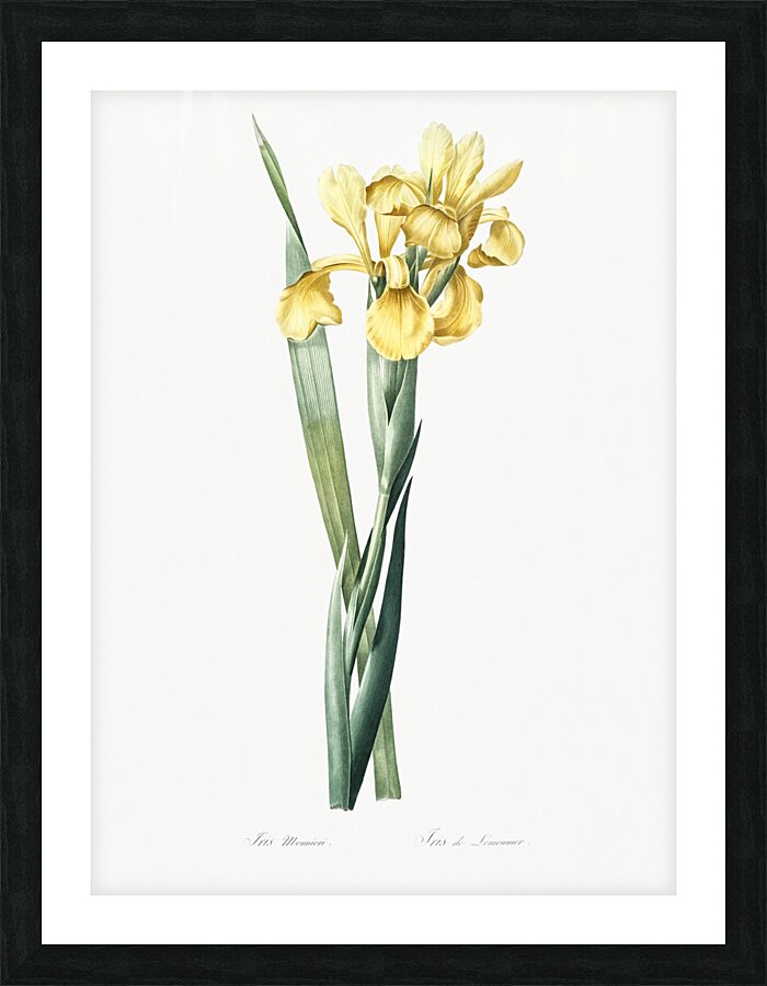 Iris Monnieri illustration  Picture Frame print