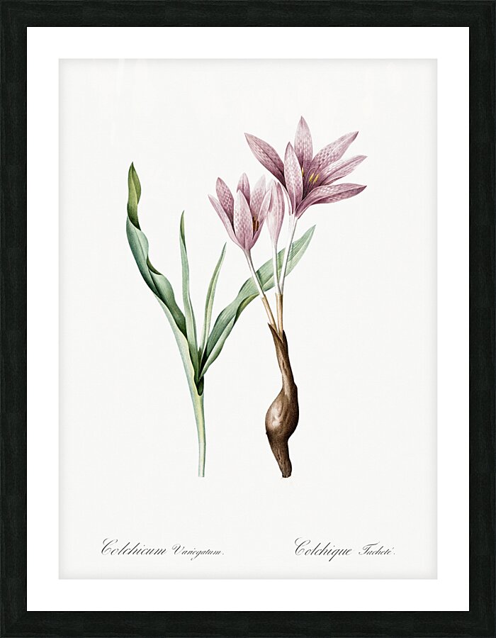 Autumn crocus illustration  Picture Frame print