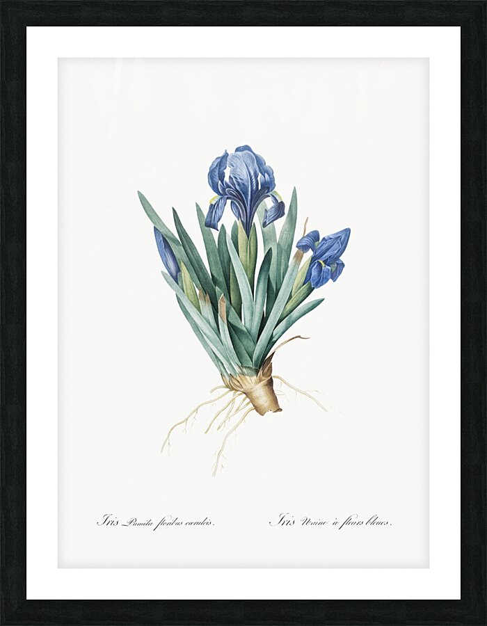 Pygmy iris illustration  Picture Frame print