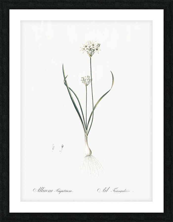 Three-cornered leek illustration  Picture Frame print