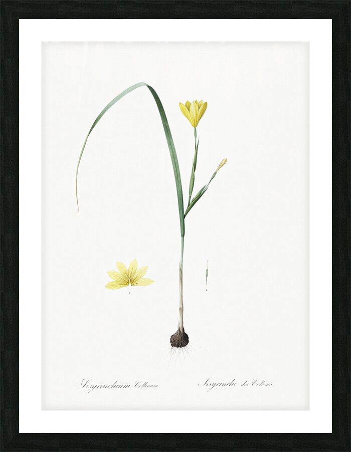 Cape tulip illustration  Picture Frame print