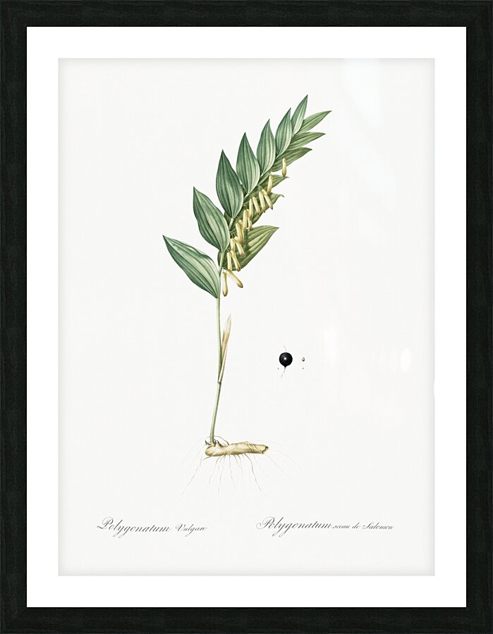 Angular solomon seal illustration  Picture Frame print