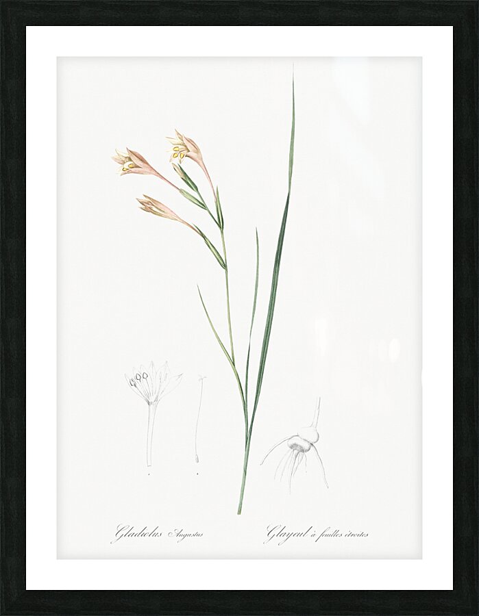 Long-tubed painted lady illustration  Impression et Cadre photo