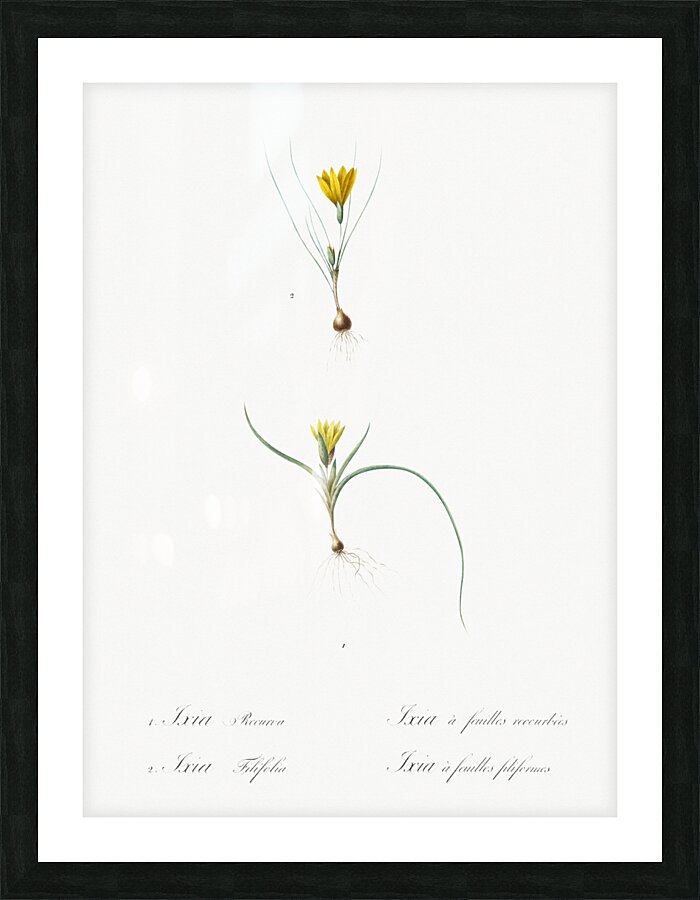 1. Ixia recurva 2. Ixia filifolia illustration  Picture Frame print