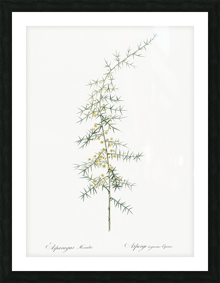 Asparagus horridus illustration  Picture Frame print