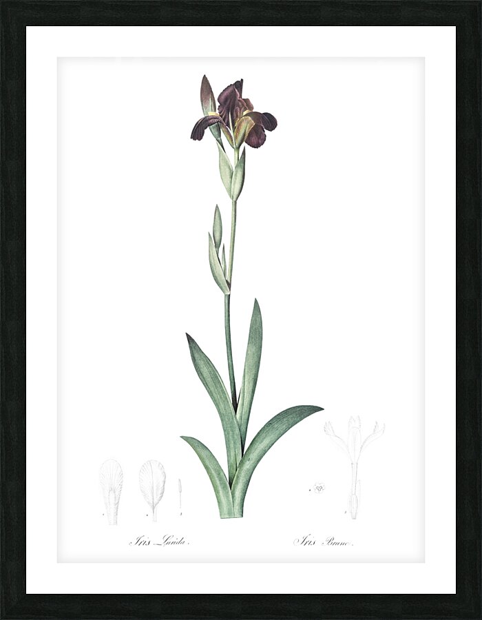 Dingy flag iris illustration  Picture Frame print