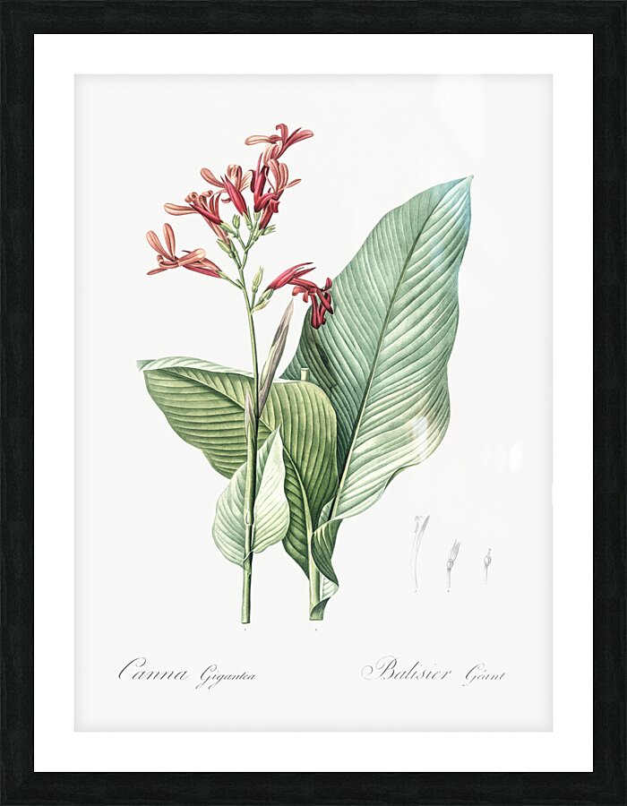 Canna lily illustration  Picture Frame print