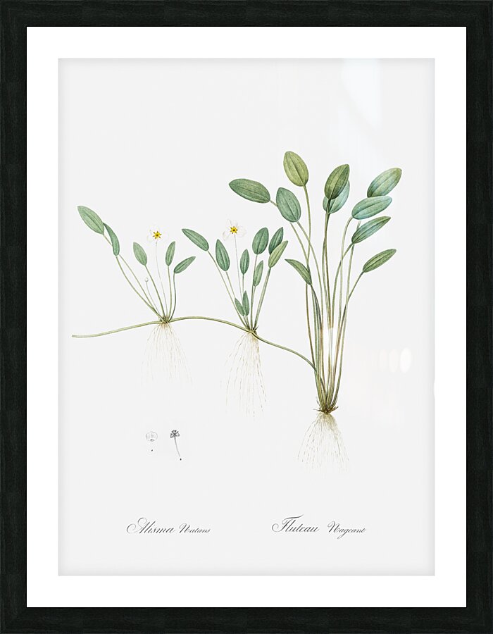 Floating water-plantain illustration  Picture Frame print