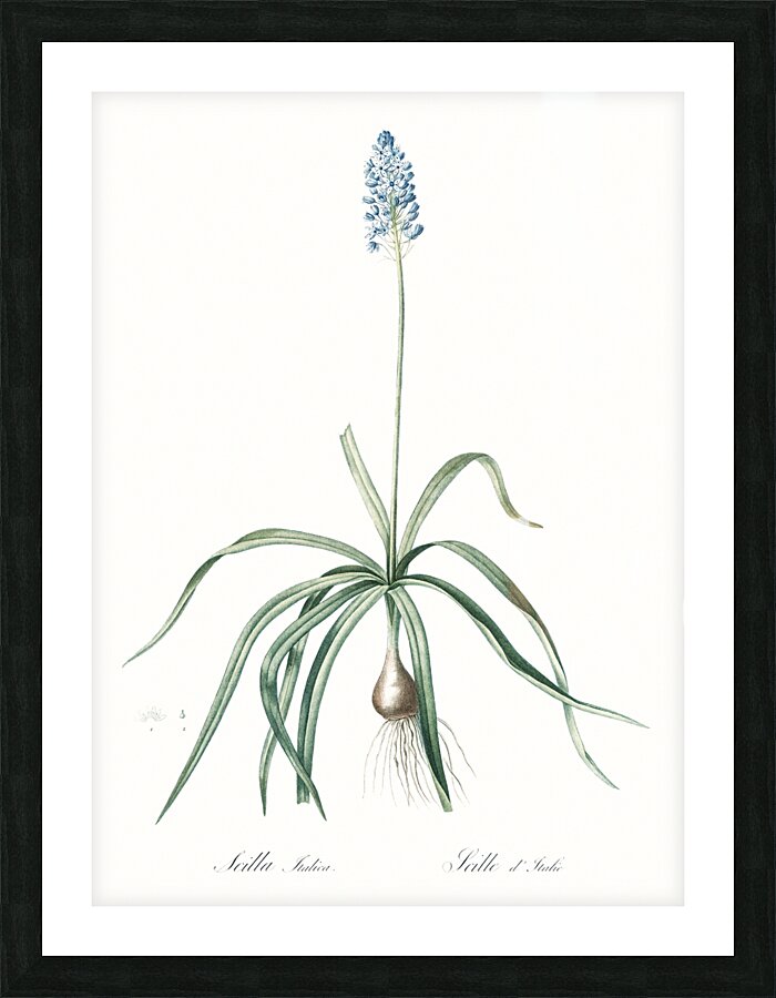 Italian bluebell illustration  Picture Frame print