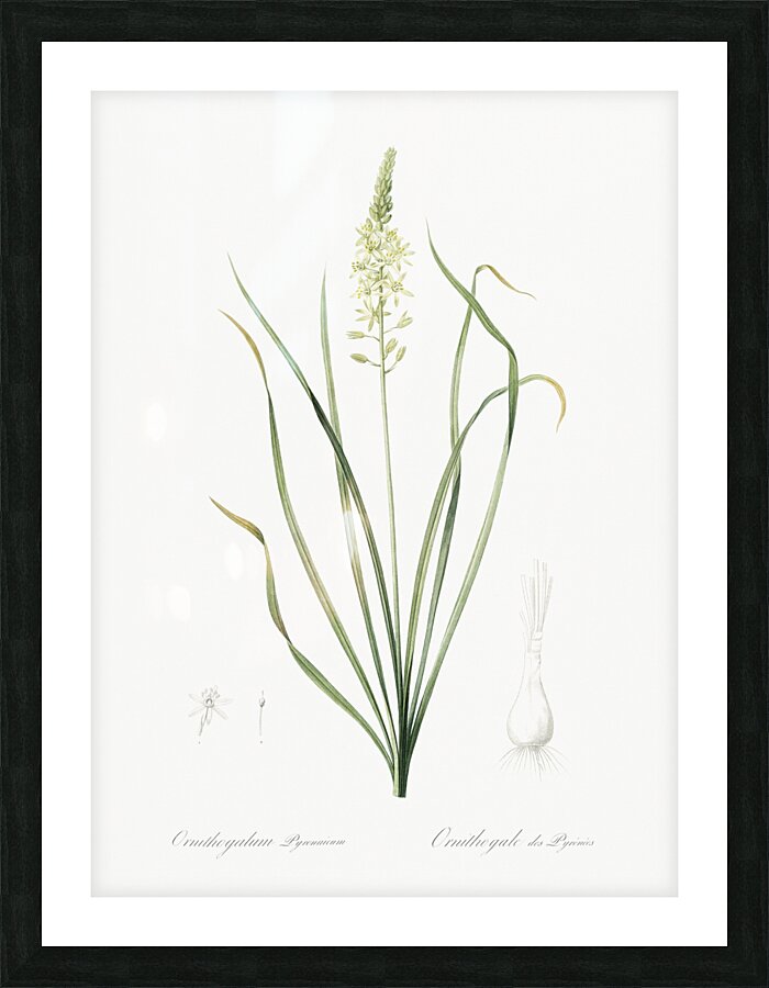Wild asparagus illustration  Picture Frame print