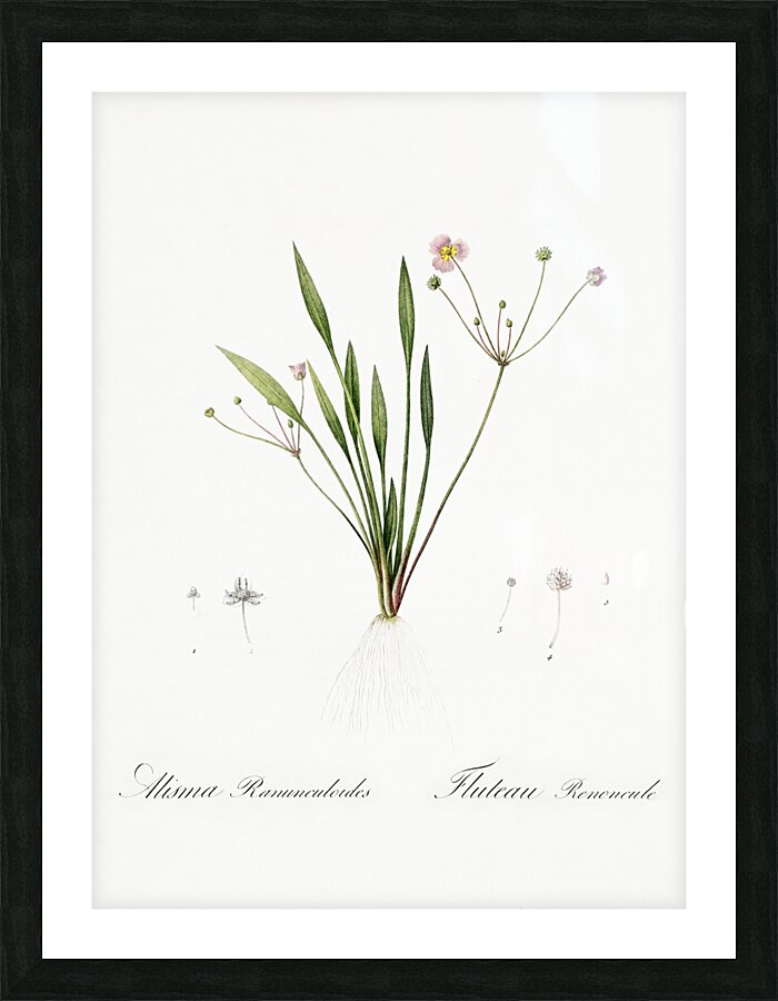 Lesser water-plantain illustration  Picture Frame print