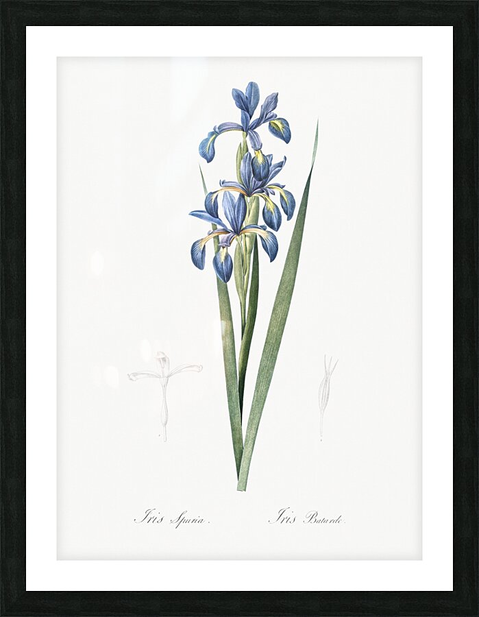 Blue iris illustration  Picture Frame print