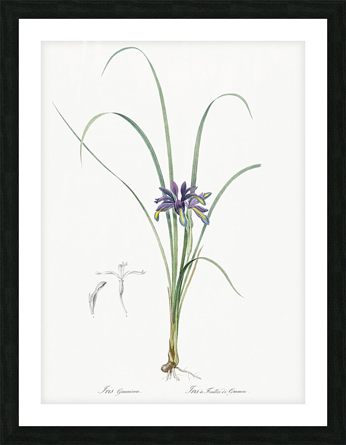 Grass leaved iris illustration  Picture Frame print