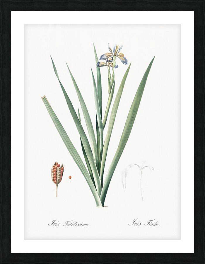 Stinking iris illustration  Impression et Cadre photo