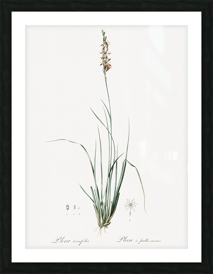 Rush featherling illustration  Picture Frame print