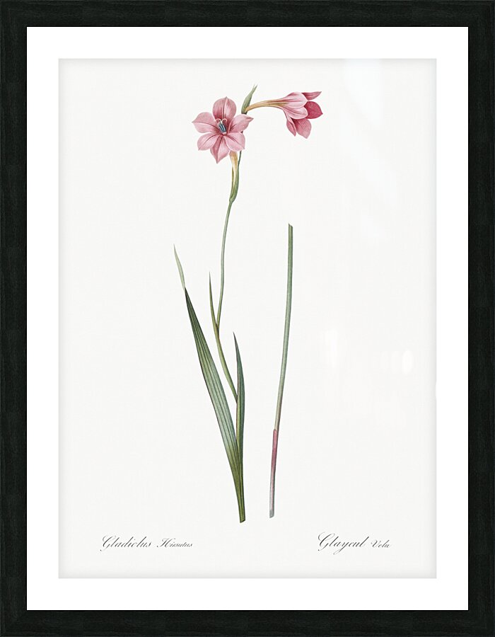 Sword lily illustration  Picture Frame print