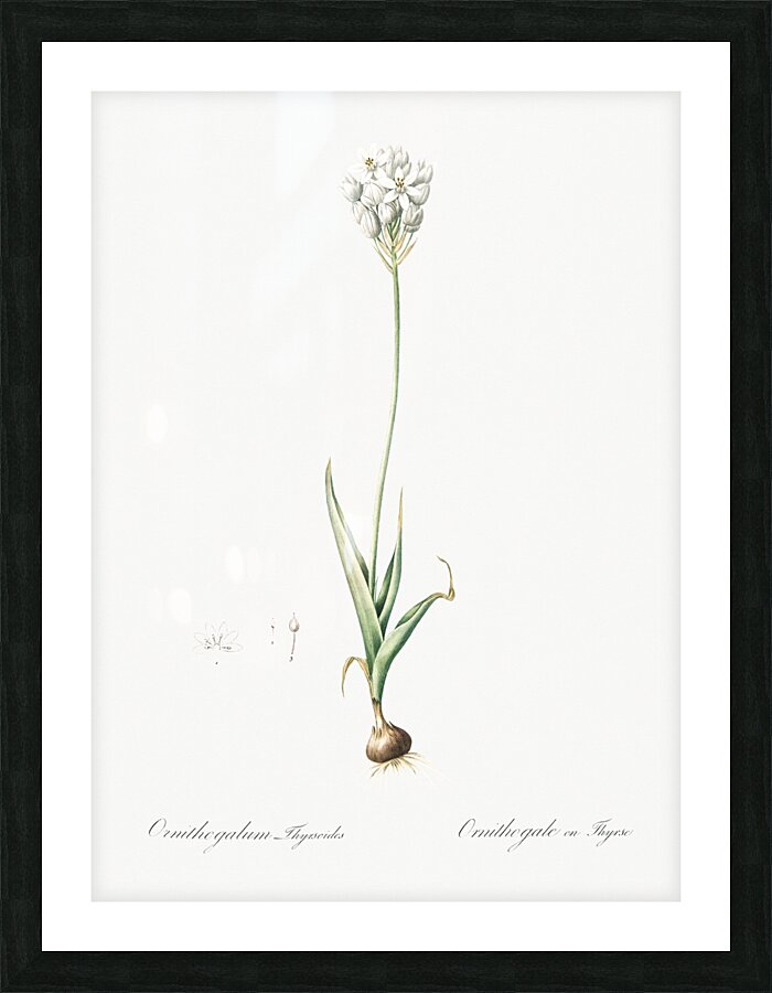 Chincherinchee illustration  Picture Frame print