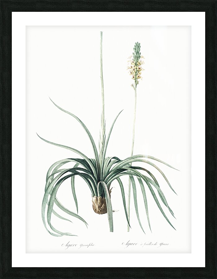 Agave yuccaefolia illustration  Picture Frame print