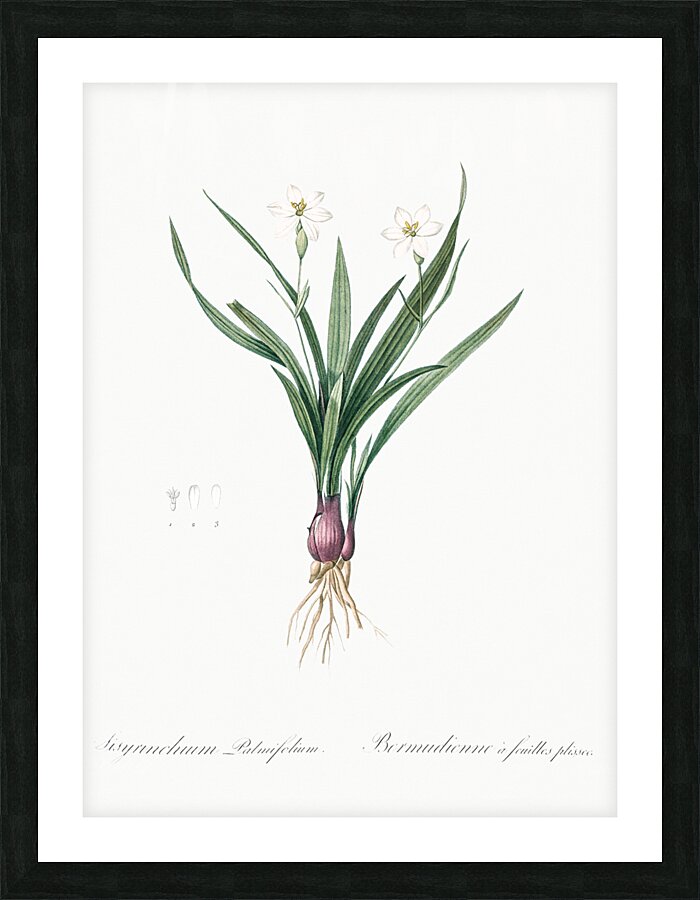 Agave yuccaefolia illustration  Picture Frame print