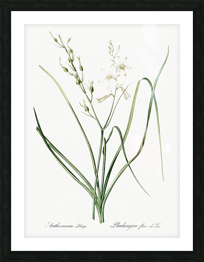 St Bernard lily illustration  Picture Frame print