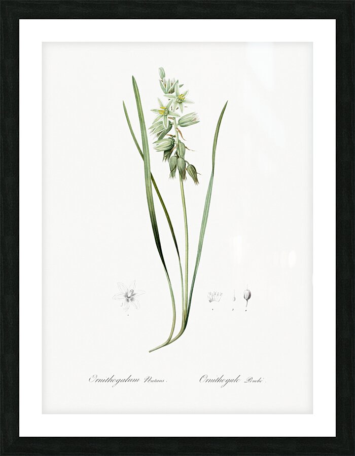 St Bernard lily illustration  Picture Frame print