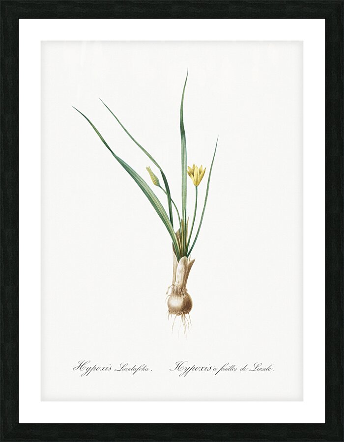 Weevil-wort illustration  Picture Frame print