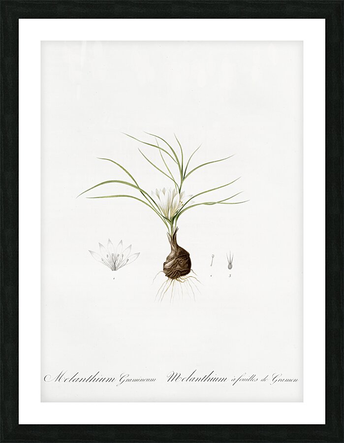 Melanthium gramineum illustration  Picture Frame print