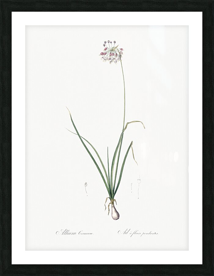 Nodding onion illustration  Picture Frame print