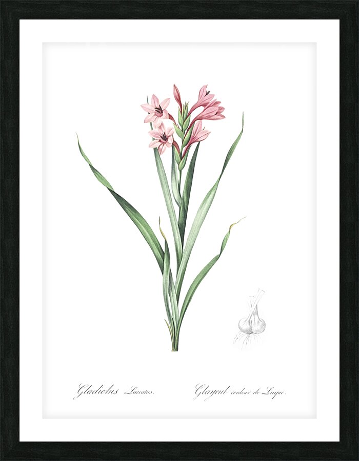 Sword lily illustration  Picture Frame print