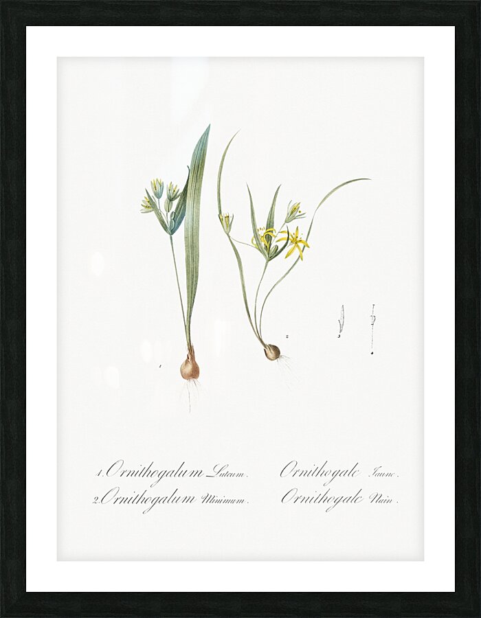 1. Yellow star-of-bethlehem 2. Small star-of-bethlehem illustration  Picture Frame print