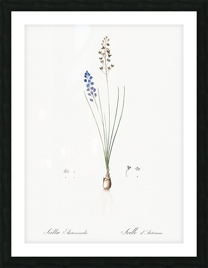Autumn squill illustration Picture Frame print