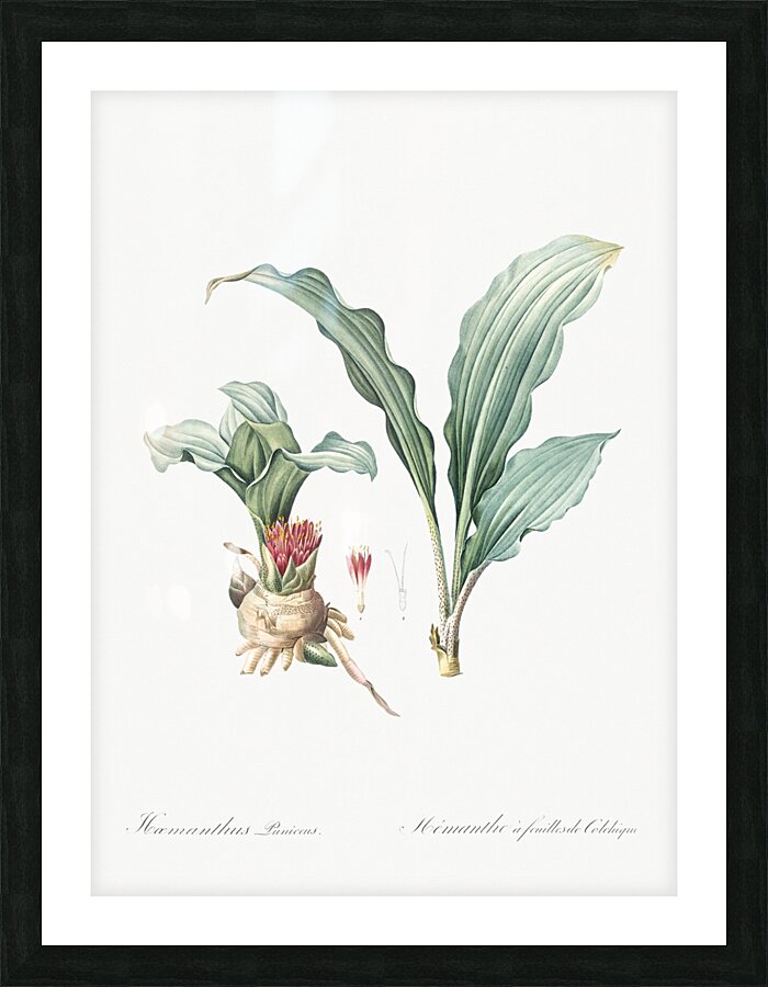 Paintbrush lily illustration Picture Frame print