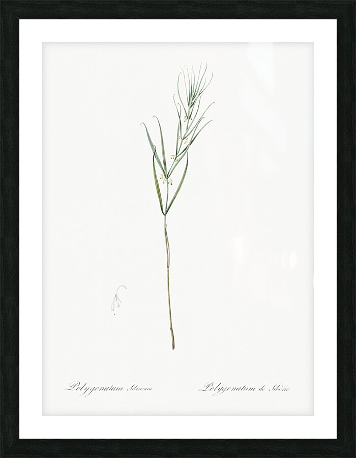 Siberian solomon & seal illustration  Picture Frame print