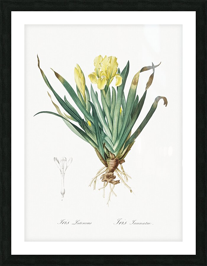 Crimean iris illustration  Picture Frame print
