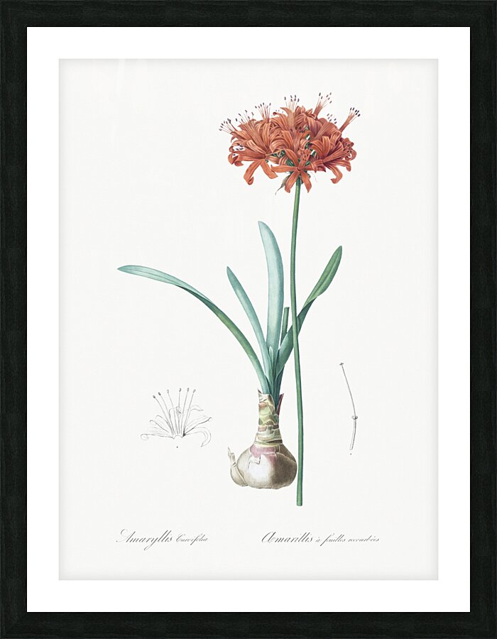 Guernsey lily illustration  Picture Frame print