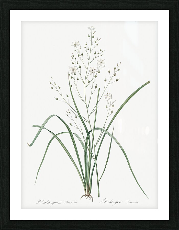 Branched St Bernard & lily illustration  Impression et Cadre photo