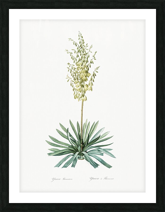 Adam needle illustration  Picture Frame print