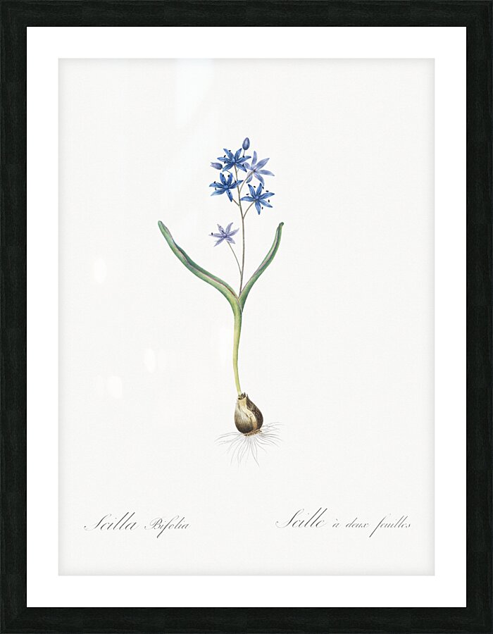 Alpine squill illustration  Picture Frame print