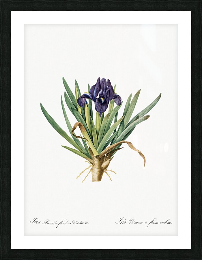 Pygmy iris illustration  Picture Frame print