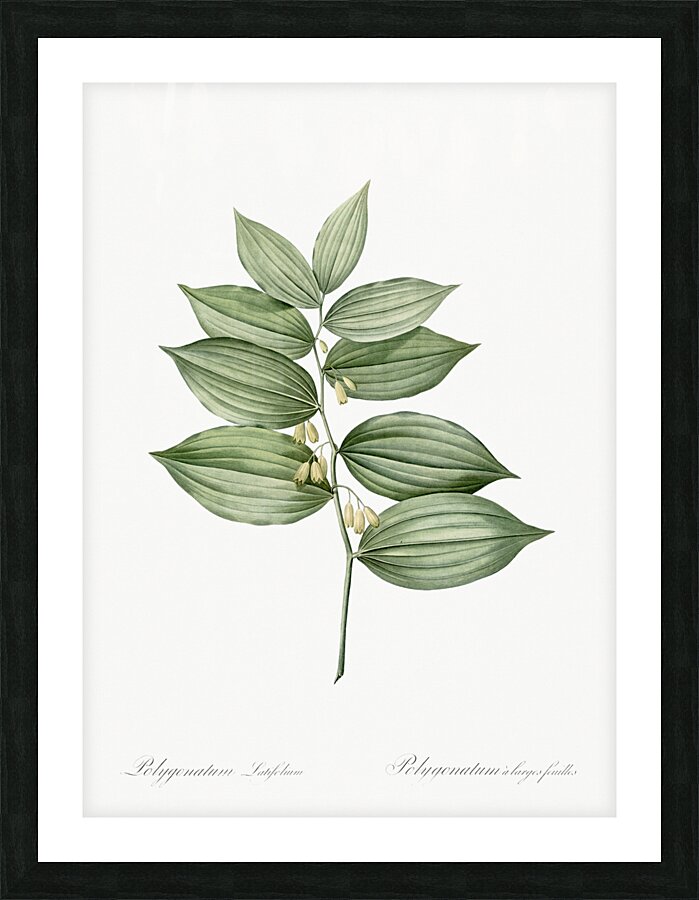 King Solomon seal illustration  Picture Frame print