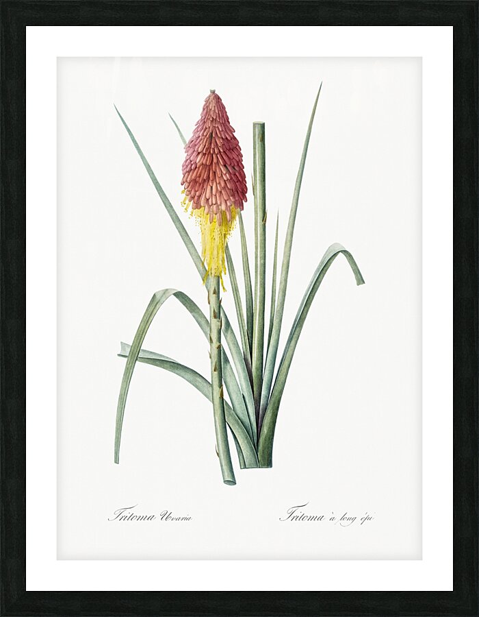 Tritoma illustration  Picture Frame print