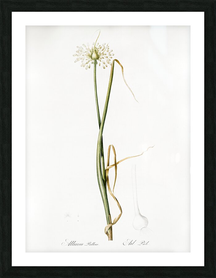 Wild onion illustration  Picture Frame print