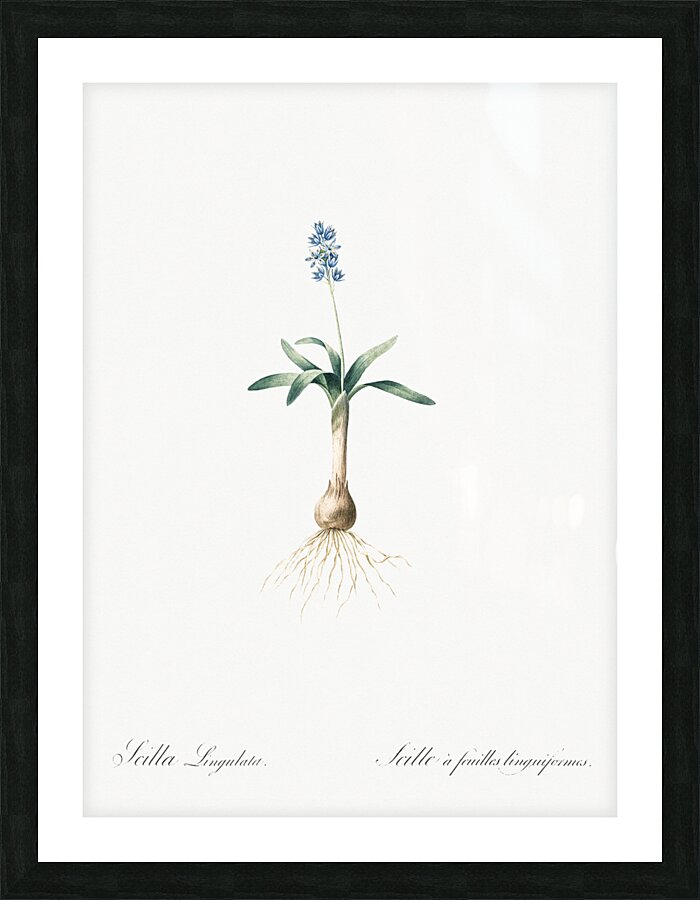 Scilla lingulata illustration  Picture Frame print