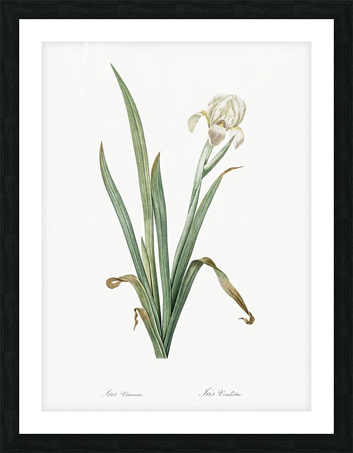 Crimean iris illustration  Picture Frame print